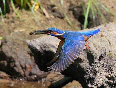 IJsvogel - Common Kingfisher