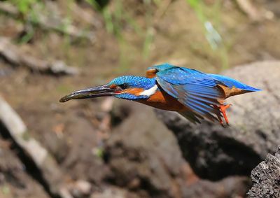 IJsvogel - Common Kingfisher