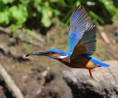 IJsvogel - Common Kingfisher
