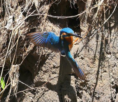 IJsvogel - Common Kingfisher