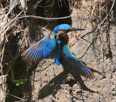 IJsvogel - Common Kingfisher