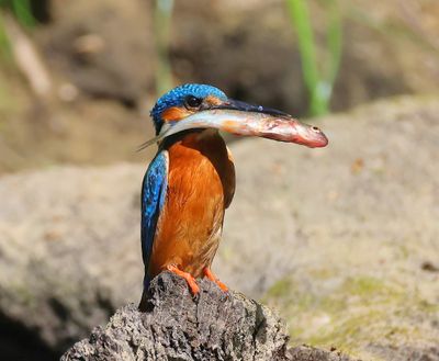 IJsvogel - Common Kingfisher