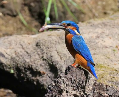 IJsvogel - Common Kingfisher