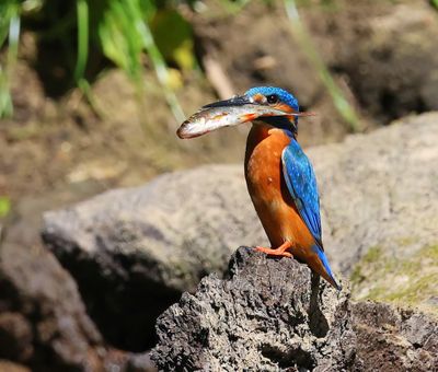 IJsvogel - Common Kingfisher