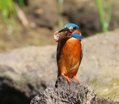 IJsvogel - Common Kingfisher