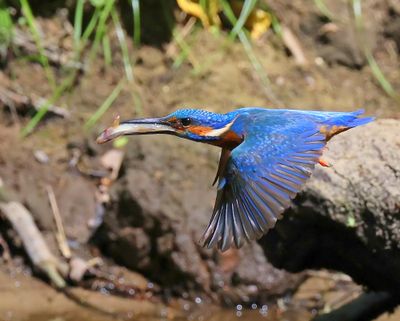 IJsvogel - Common Kingfisher