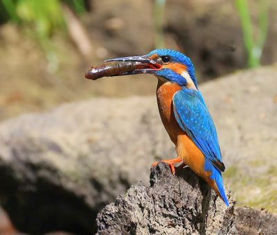 IJsvogel - Common Kingfisher