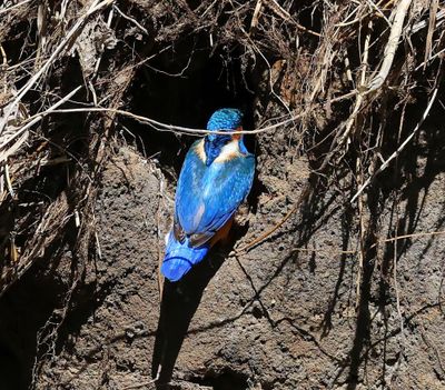 IJsvogel - Common Kingfisher