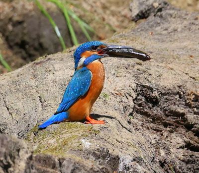 IJsvogel - Common Kingfisher