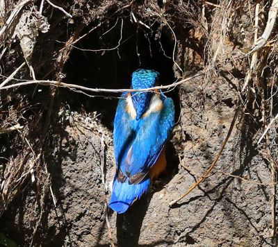 IJsvogel - Common Kingfisher