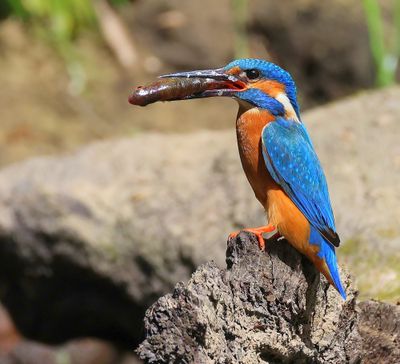 IJsvogel - Common Kingfisher