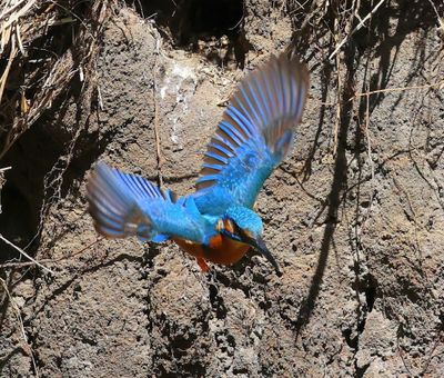 IJsvogel - Common Kingfisher