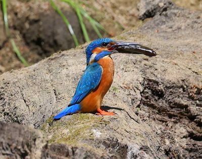 IJsvogel - Common Kingfisher