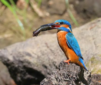 IJsvogel - Common Kingfisher