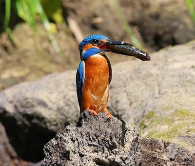IJsvogel - Common Kingfisher