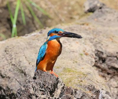 IJsvogel - Common Kingfisher
