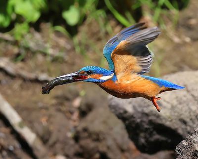 IJsvogel - Common Kingfisher