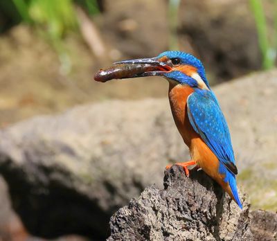 IJsvogel - Common Kingfisher