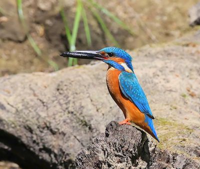 IJsvogel - Common Kingfisher