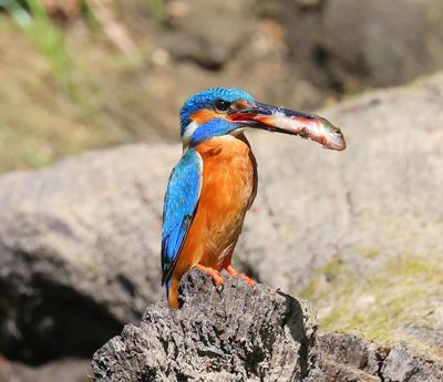 IJsvogel - Common Kingfisher