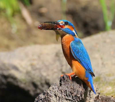 IJsvogel - Common Kingfisher