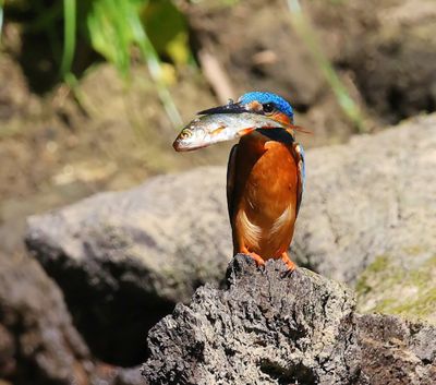 IJsvogel - Common Kingfisher