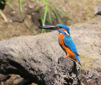 IJsvogel - Common Kingfisher