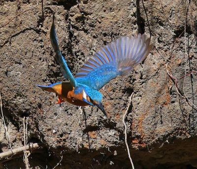 IJsvogel - Common Kingfisher