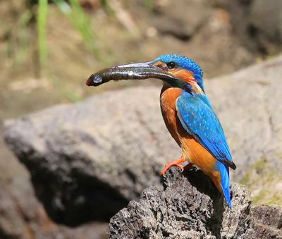 IJsvogel - Common Kingfisher
