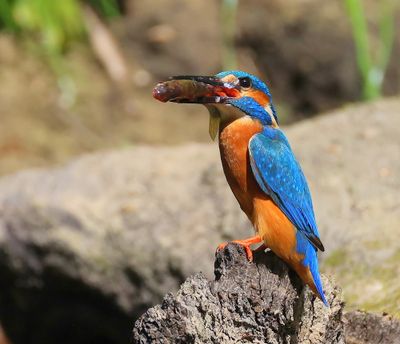IJsvogel - Common Kingfisher