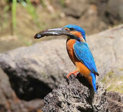 IJsvogel - Common Kingfisher