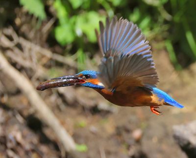 IJsvogel - Common Kingfisher