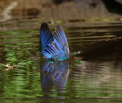 IJsvogel - Common Kingfisher