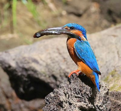 IJsvogel - Common Kingfisher