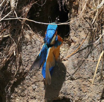 IJsvogel - Common Kingfisher