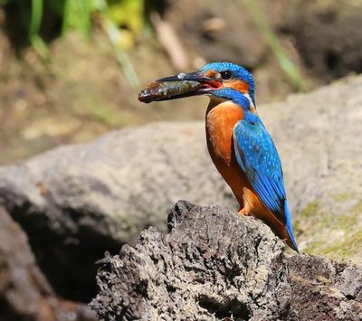 IJsvogel - Common Kingfisher