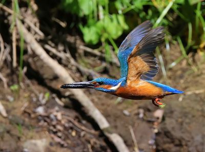 IJsvogel - Common Kingfisher