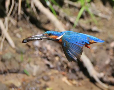 IJsvogel - Common Kingfisher