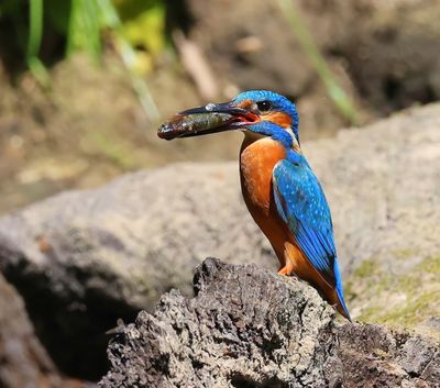 IJsvogel - Common Kingfisher