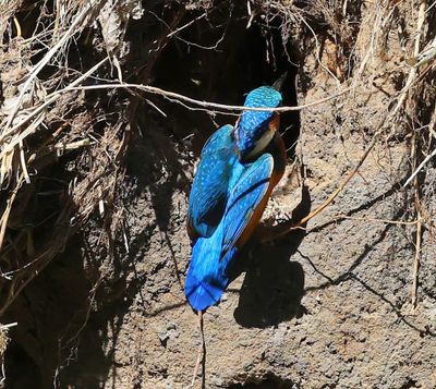 IJsvogel - Common Kingfisher