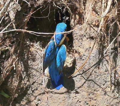 IJsvogel - Common Kingfisher