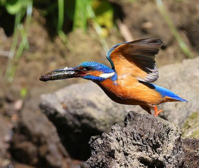 IJsvogel - Common Kingfisher