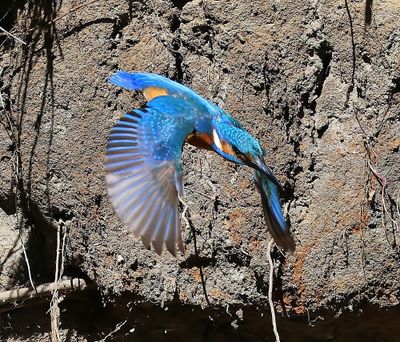 IJsvogel - Common Kingfisher