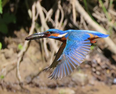 IJsvogel - Common Kingfisher