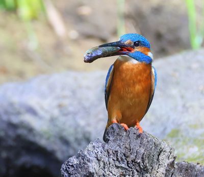 IJsvogel - Common Kingfisher