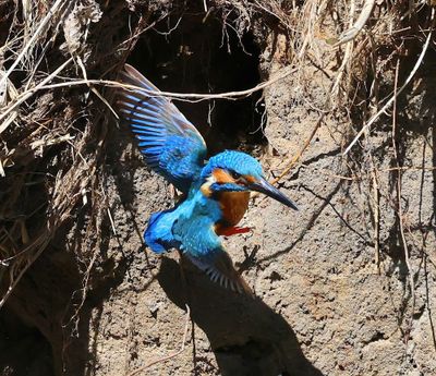 IJsvogel - Common Kingfisher