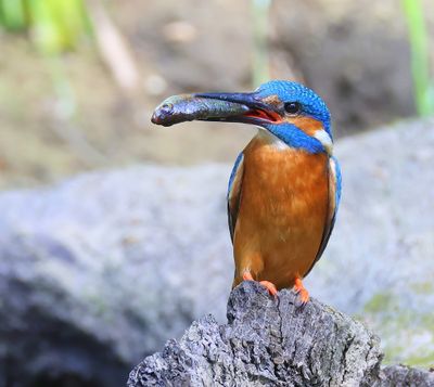 IJsvogel - Common Kingfisher