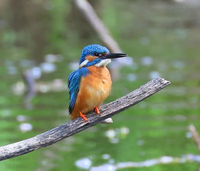 IJsvogel - Common Kingfisher