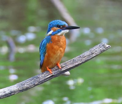 IJsvogels - Kingfishers