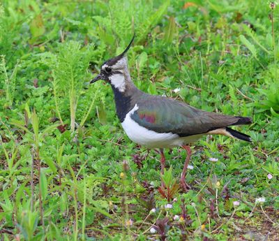 Kievit - Northern Lapwing